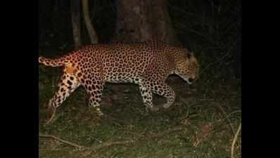 Uttarakhand: Leopard kills elderly in Almora village