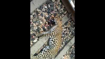 Leopardess run over by train