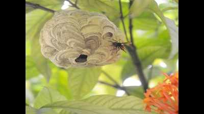 Wasps maximise social benefits, minimise risks
