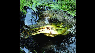 Gharial stoned to death by Chirang villagers