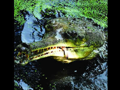 Gharial stoned to death by Chirang villagers