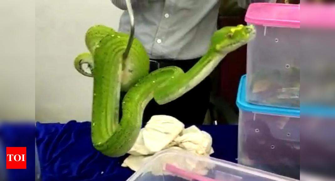 Exotic Pythons Reptiles Seized From Two Passengers At Chennai Airport Chennai News Times Of 0195