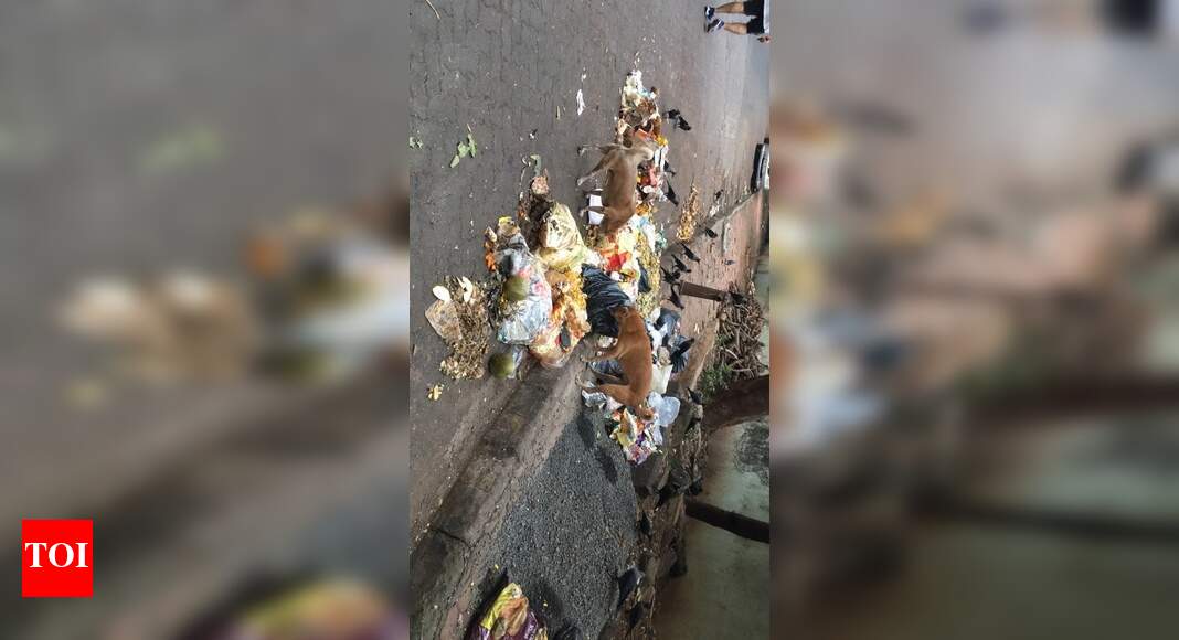garbage being dumped on school footpath Times of India