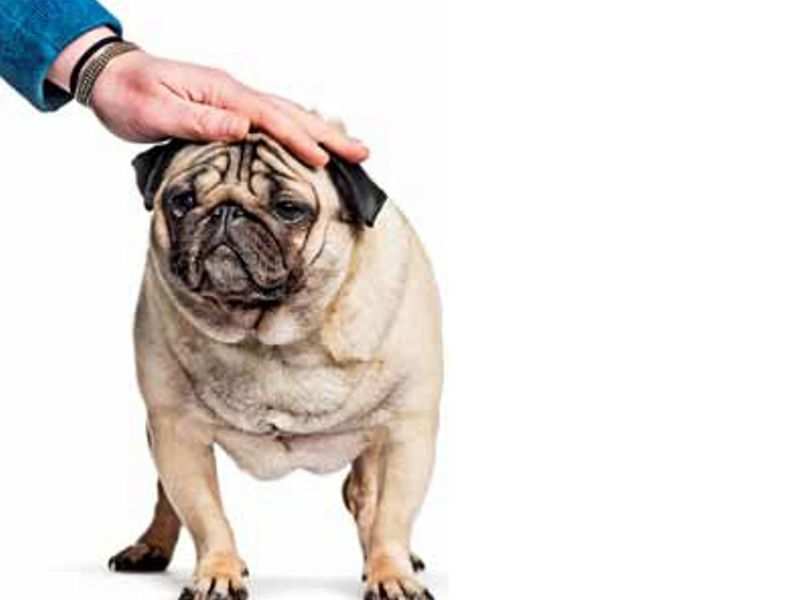 The right way to pet a dog... - Times of India