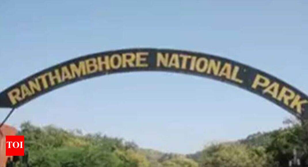 Ranthambore tigers look for new homes