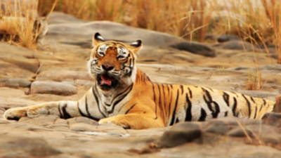 Ranthambore tigers look for new home due to space crunch
