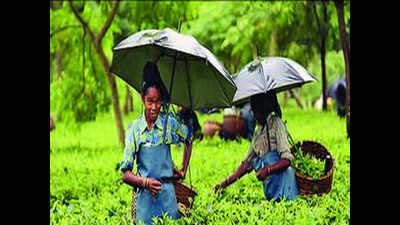 Tea workers get a raw deal as brands, marts grab lion's share