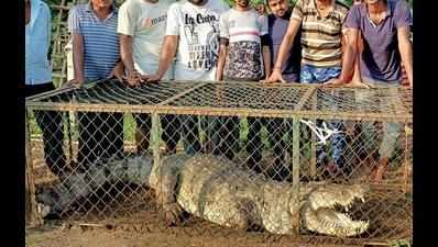 13-foot crocodile rescued from Dumad
