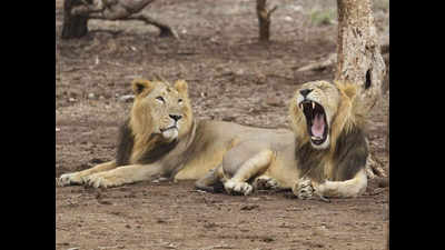 'CDV virus found in 68 lions and 6 leopards too'