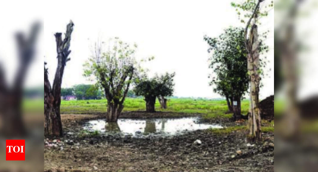 Aarey, here too? Hundreds of trees to be cut for Indore Metro | Indore ...
