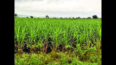 Over two lakh hectares of crops affected in Kolhapur due to delayed monsoon
