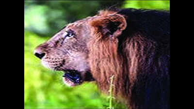 Etawah Safari jolted, lion from Gujarat dies