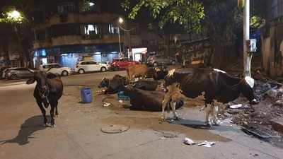 Cows being openly milked on the roads