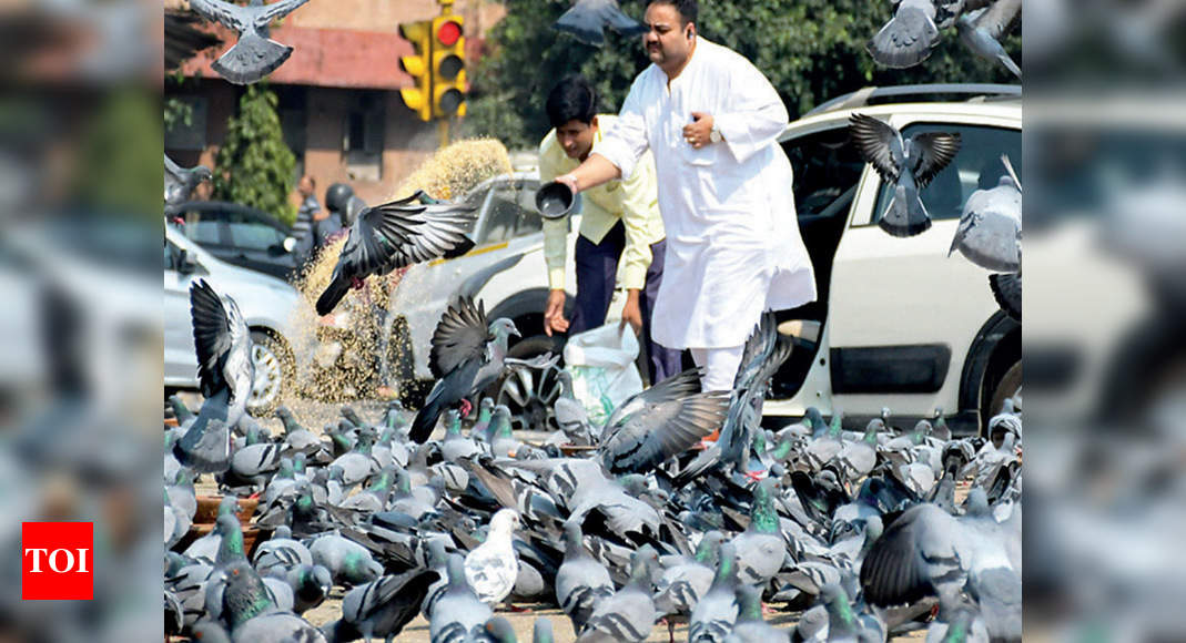 Delhi Think Before You Stop To Feed Those Pigeons Delhi News Times Of India