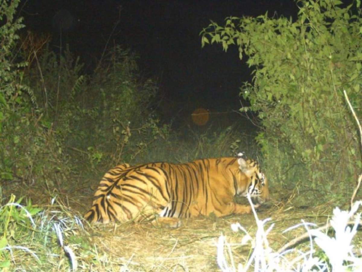 Tiger attack in Karnataka: 8-year-old boy mauled to death by a tige, declared as a ‘man-eater’, in Karnataka. 