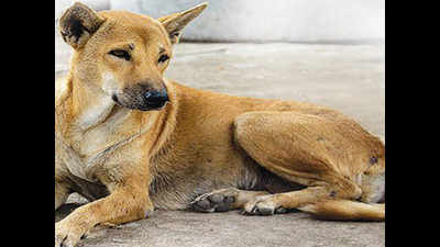 Stray dogs in south Delhi to roam in coloured collars