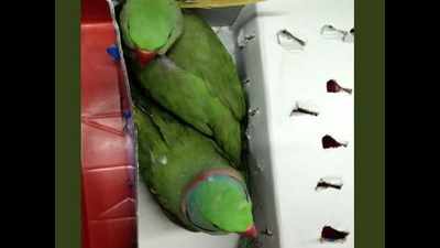 Uzbek national held with dozen parrots at IGI airport