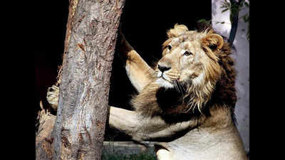 Etawah Safari lion gave up food 5 days before death