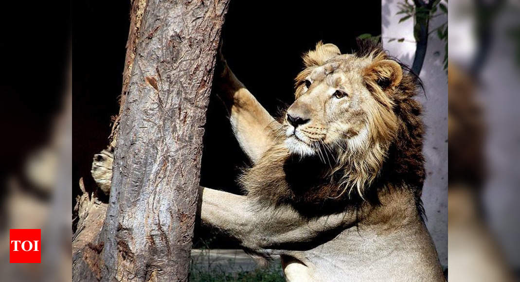 etawah-safari-lion-gave-up-food-5-days-before-death-lucknow-news