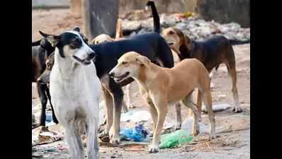 Secunderabad: 1,200 strays sterilised in 8 years, says GHMC