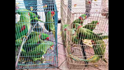 Parakeets in Patiala: 13 birds seized at IGI brought in as case property