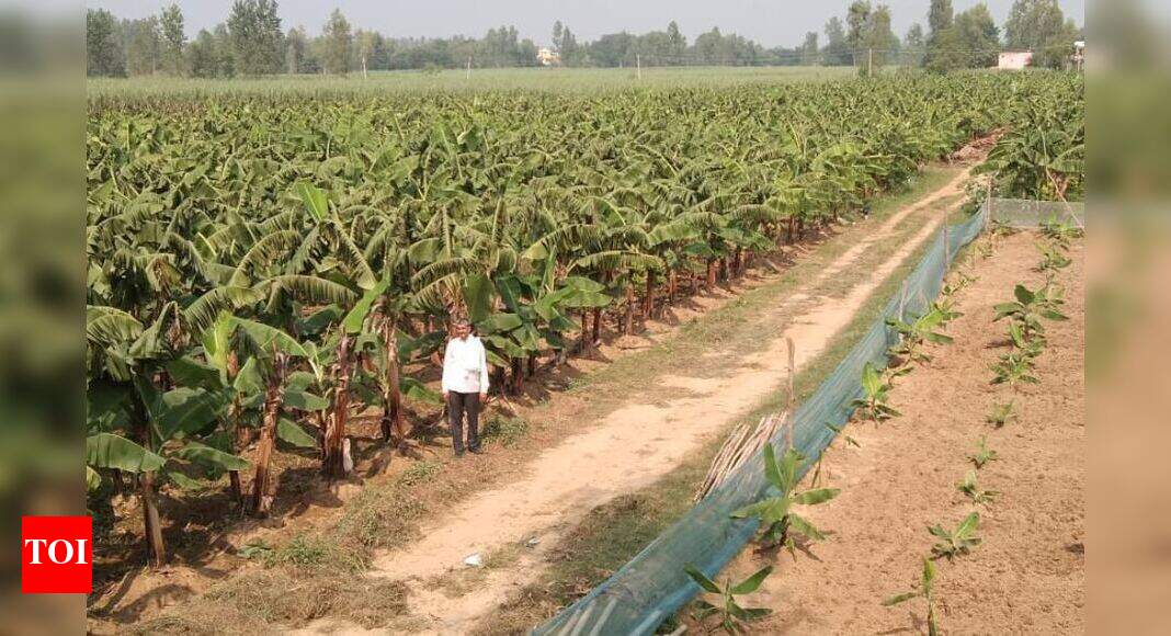 ‘More profitable’ bananas making inroads in sugarcaneruled western UP