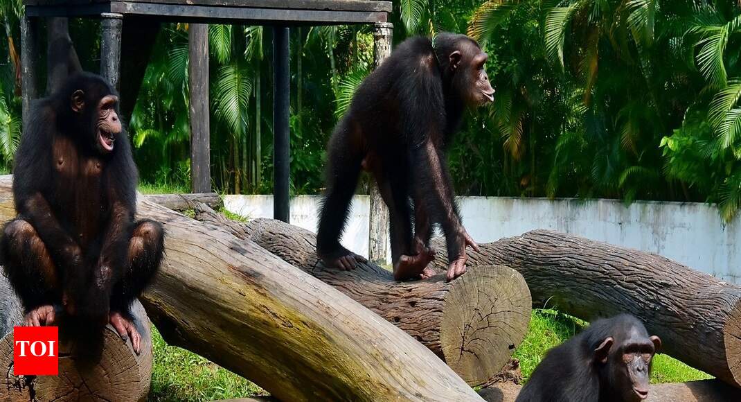 Alipore chimpanzee Babu bites zoo director | Kolkata News - Times of India