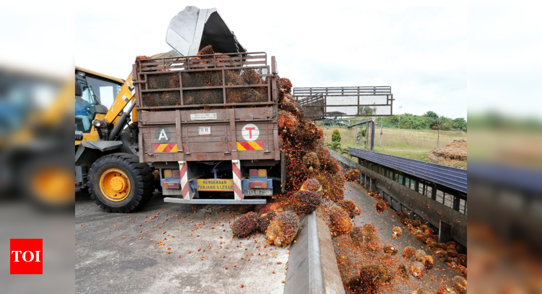 Malaysia Palm Oil: Indian traders cut purchase of palm oil ...