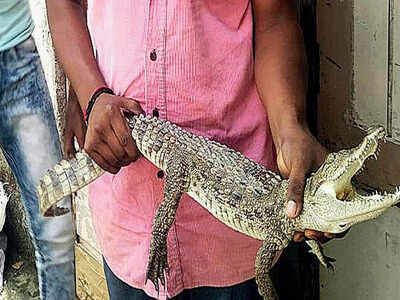 Vadodara Baby Crocodile Crawls Into House Near Vishwamitri Vadodara News Times Of India