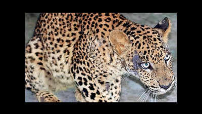 Paralyzed leopard recovers at Manikdoh, walks into the wild