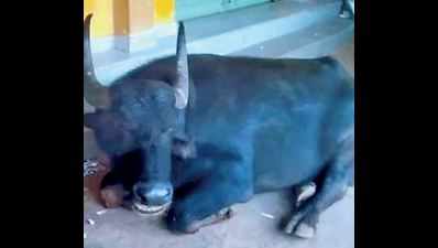 Karnataka: Samples sent for DNA tests in tiff over buffalo