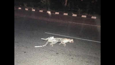 Haryana: Female leopard killed in road accident on NH-8