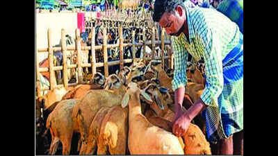 Goat farmers make a killing at Ettayapuram