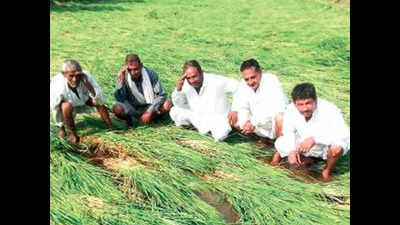 Farmer dies of shock as hailstorm destroys crops in Hisar, Rohtak