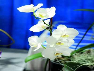 Bengalureans make a beeline for orchid fest at Lalbagh