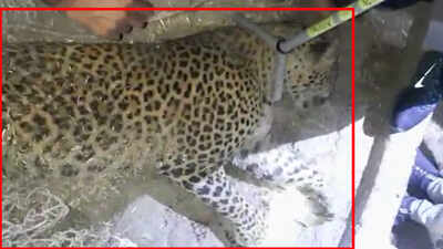 Haryana: Wildlife officers rescue panther from populous area of Ambala city | Chandigarh News - Times of India Haryana: Wildlife officers rescue panther from populous area of Ambala city | Chandigarh News - Times of India