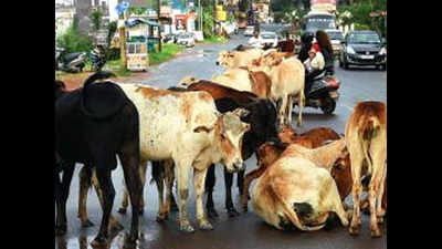 Goa's stray cattle turning non-vegetarian, says minister Michael Lobo