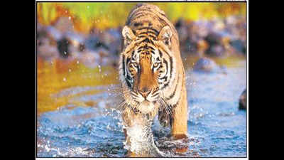 Kumbhalgarh Tiger Reserve proposal gathers steam