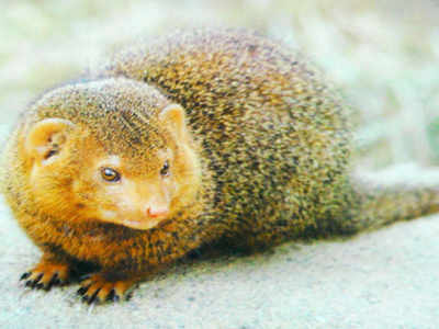 Huge cache of mongoose fur seized in joint raids in Bijnor, 26 arrested |  Meerut News - Times of India