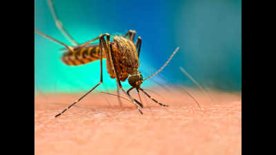 Uttarakhand battles worst dengue outbreak in years, over 8k cases reported