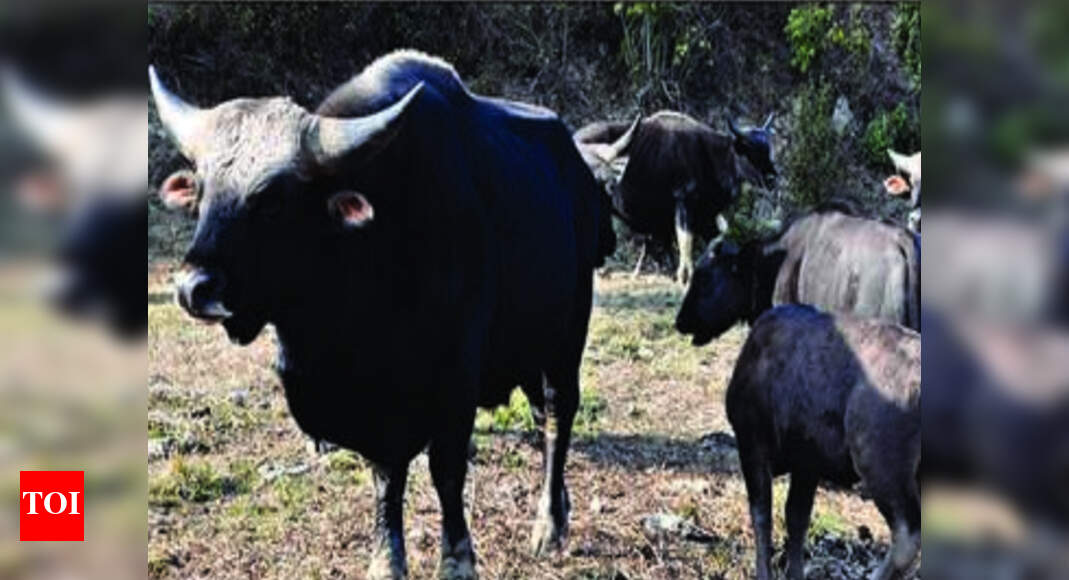 30% rise in mithun population in northeast: Livestock census | Guwahati News - Times of India 30% rise in mithun population in northeast: Livestock census | Guwahati News - Times of India