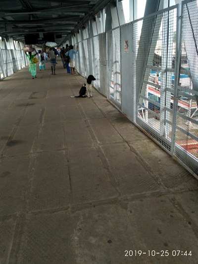 Dog menace at Ernakulam South railway station