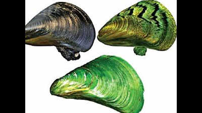 Kochi: Invasive mussel threatens ecosystem