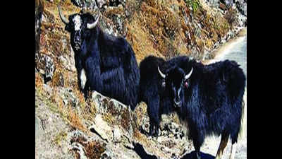 Yaks find a home in Arunachal, Sikkim; numbers down elsewhere