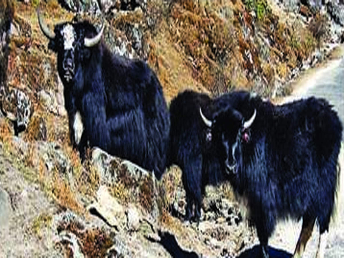 Yaks Find A Home In Arunachal Sikkim Numbers Down Elsewhere Guwahati News Times Of India