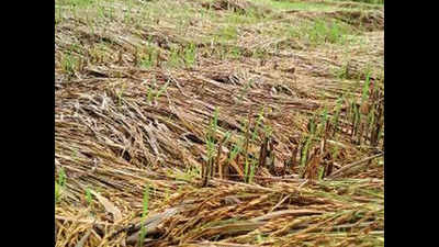 Panaji: Farmers despair as bad weather ravages crops at time of harvest