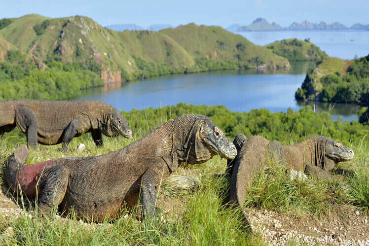 Komodo Islands, Indonesia