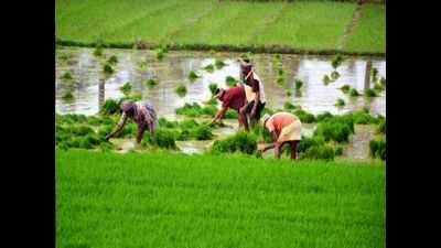 Rain damages crops in Telangana, 5,600 farmers hit