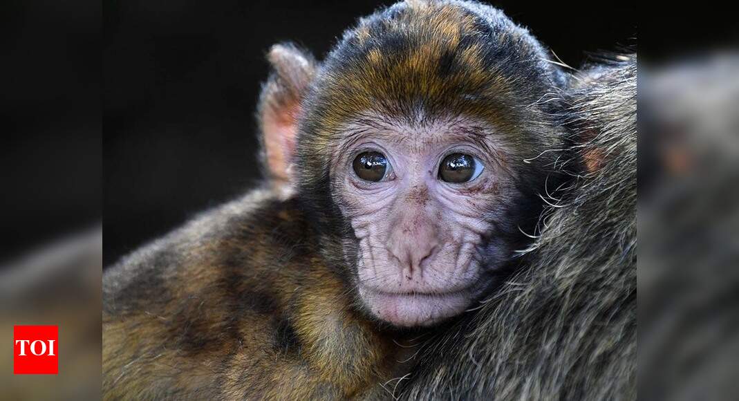 Telangana Now, special gun to scare monkeys Hyderabad News Times