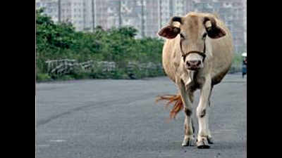 Kolkata: Barriers to check New Town cattle straying
